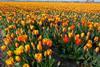 A Dutch tulip field