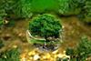 tree_glass_feature