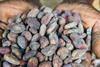cocoa beans