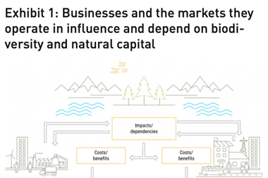 Businesses and the markets they operate in influence and depend on biodiversity and natural capital